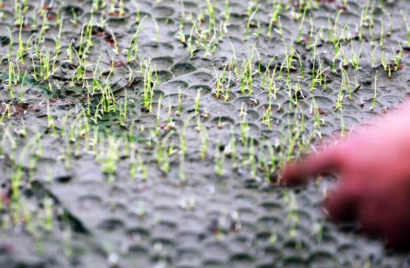 3月24日，在广西柳州市融安县浮石镇水稻育苗基地水稻新苗。