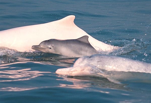 国家一级保护动物、海上大熊猫！广州流溪河罕现中华白海豚